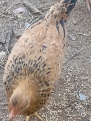 متوفر دجاج عربي للبيع