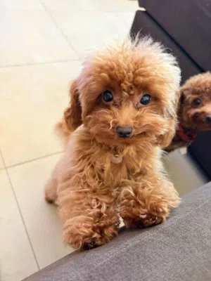 Toy Poodle (Female)
