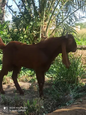 مطلوب تيس باكستاني أو حجازي يكون صغير ف العمر