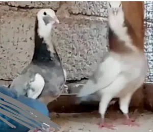 زوجين لحلوح امصوقرات