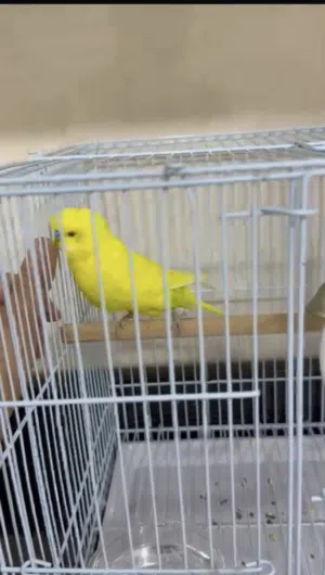 طير للبيع  بادجي