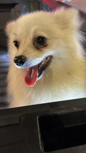 أنثى الليفه ماتعض أبدا