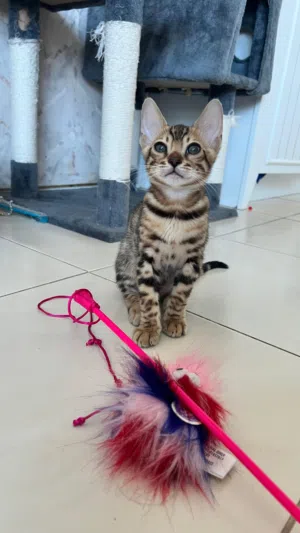 Bengal kittens 2 months old