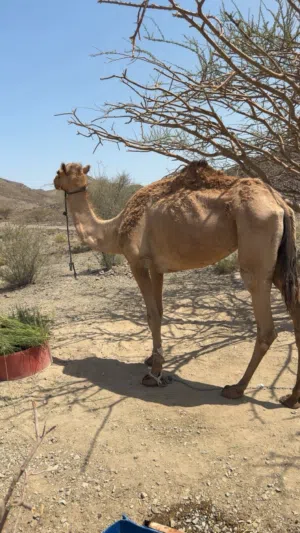 ناقه حايل سلاله شاهينيه