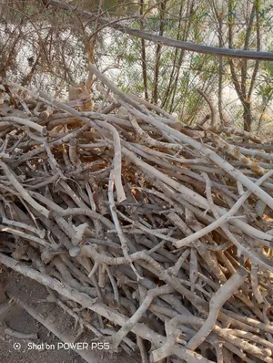 المنزل والحديقة أخرى0