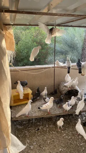 حمام للبيع الحبه ب 1ريال  الزوج ب 3 ريال