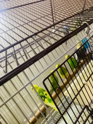Budgies and 1 cocktail available for sale