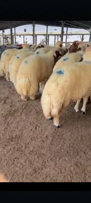 ذبائح للبيع طيبه سمان عزيمه ثلاجه يوجد توصيل مع ذبح اتغطيع على اختيارك=======================ذبيح لل