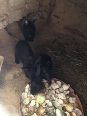 الارنب. ربي يبارك. الي البيع