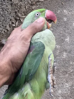 ذكر نيبالي