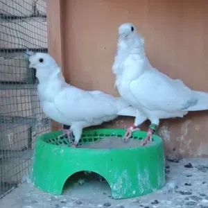 حمام ما بيهاا سلافر نقرضن