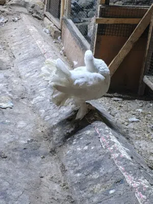 حمام عرايس عدد 3 للبيع
