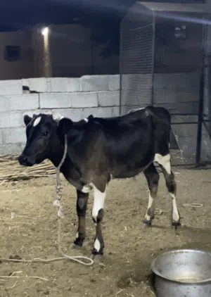 عجل نمساوي للبيع عمره 4 شهور