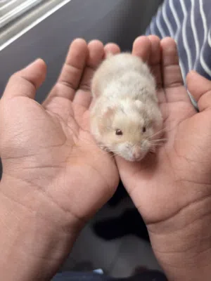 Dwarf Hamster + Full Cage Setup (Clean & Ready)