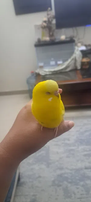 Bird begies parrot sale urgent