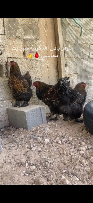 كوبيه دجاجتين وديك سبرايت نحاسي رسمه و حجم تبارك الله العمر 8 شهور يدحي