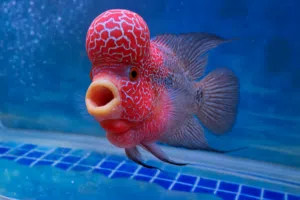 سمكة فلاورهورن بعمر سنة طول 25 سم وارتفاع 20 سم flowerhorn fish age 1 year length 20 cm ,