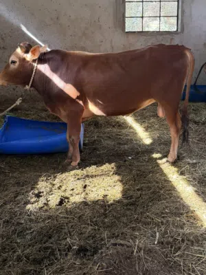 ثيران وبقر مطعومات   محليات للبيع اقراء الوصف