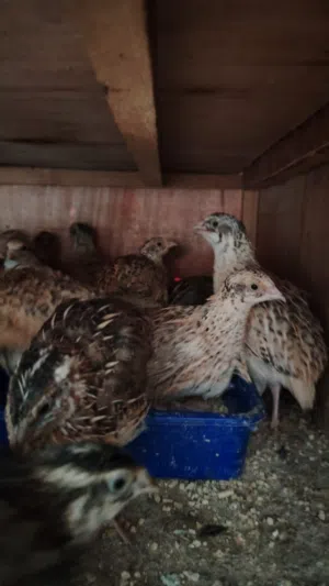 مطلوب دجاج سمان نثيته 4 حبات على دينار. كميه مطلوب