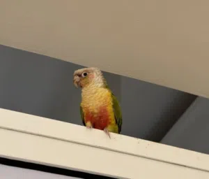 Pineapple Conure for Sale