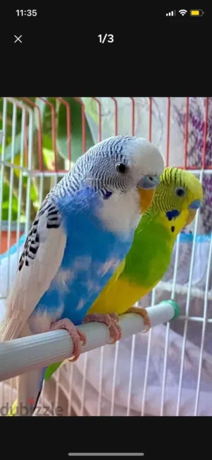 Cocktail and budgies for sale in low price
