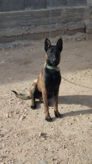Malinois mâle Charbonnier