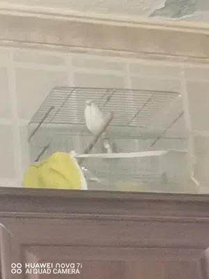 ذكر كناري للبيع