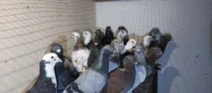 حمام بلدي للبيع اربد البارحه