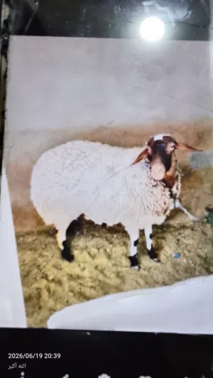 اغنام لبيع