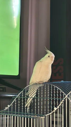 ببغاء كوكتيل البينو لون ابيض أليف جداً جداً جداً ولعوب