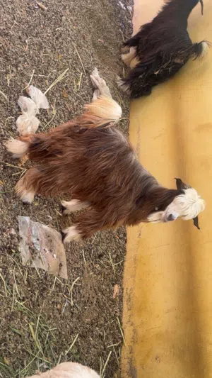 ببيع هوشتين الصغيره ب 100 و الكبيره ب 150ريال الباقي بل وصف