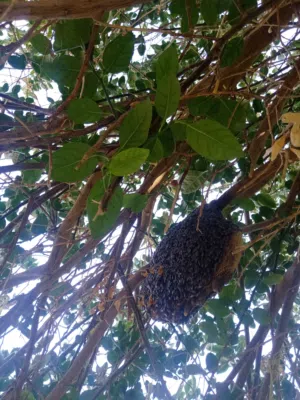 خليه نحل بو طويق للبيع