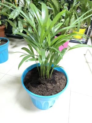 Healthy Lady Palm Indoor Plant in Pot Home & Office Decor