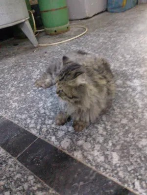 قط شيرازي البيع