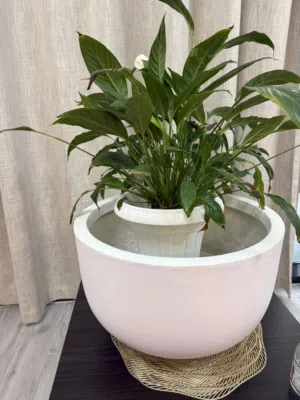 flowerpots only 100dhs