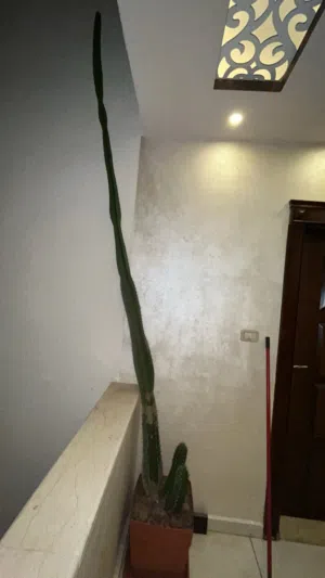للبيع صبّارة عمودية طويلة جدًا