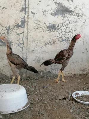 دجاج سندي اصيل اقرا الوصف