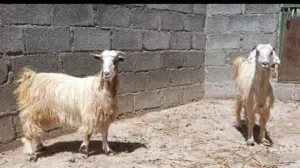 غنم سمان ذبايح او تربيه حلال طيب