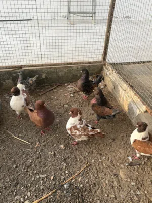 مدينة حجم كبير