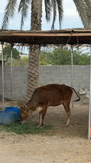 ثور أثيوبي و بقرة محلية للبيع