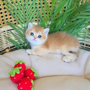 British shorthair