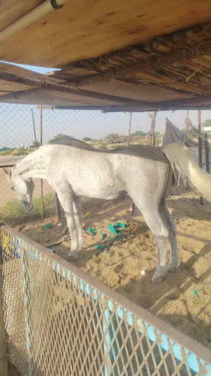 خيل إنجليزي للبيع المستعجل