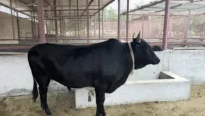 ثور عماني محلي للبيع