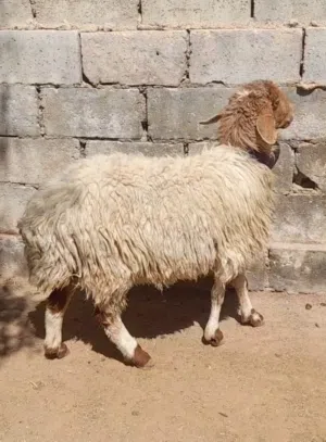 عقائق ذبائح نذر غنم بلدي سن نظيف الموقع سحاب