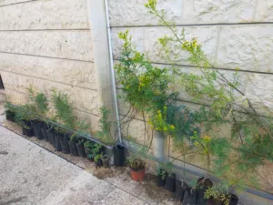 شتلات نبات الفيجن او السذاب العطري رائحة نفاذة دائمة الخضرا صيف شتاء .