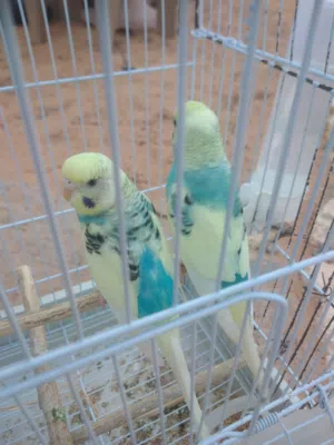 كوبية بقليني مدحية
