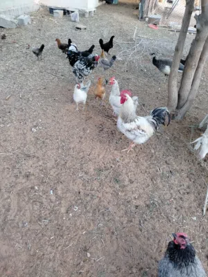 دجاج عربي وابرهما وفرنسي
