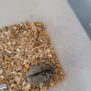 هامستر روسي