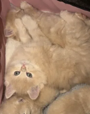 قطط ذكور واناث لتبني برسوم