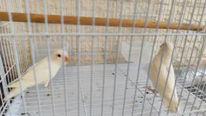 روز البينو للبيع وبالد